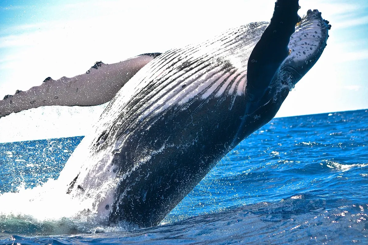 whale, mammal, animal, marine mammal, nature, ocean, sea, water, huge, jump, marine life, wildlife, animal world, wildlife photography, whale, whale, whale, wha