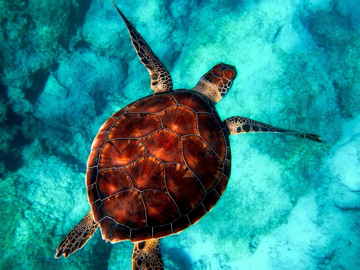 northwestern Mauritius snorkeling gear