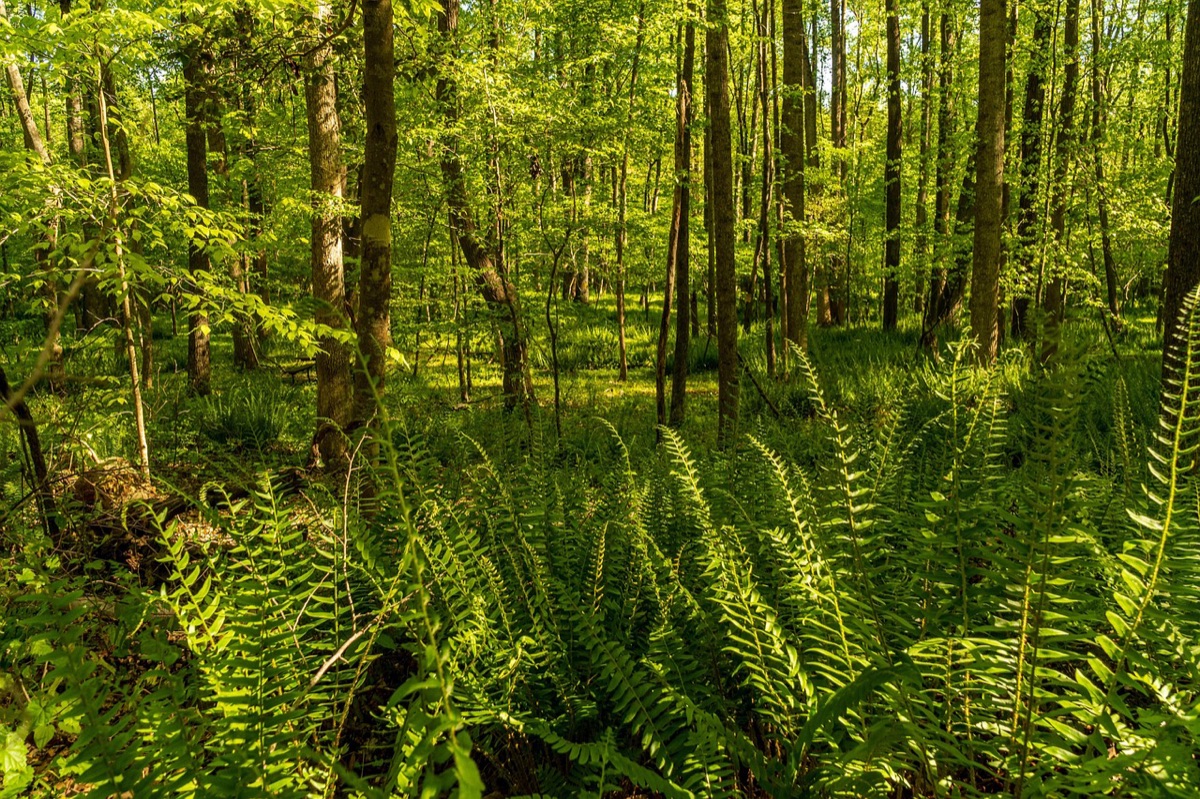 Familie im tropischen Wald von Mauritius