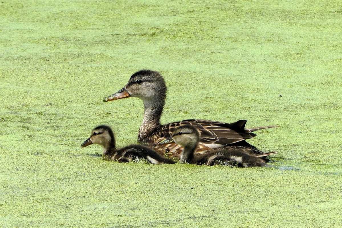 familie in zeeblauwe zee