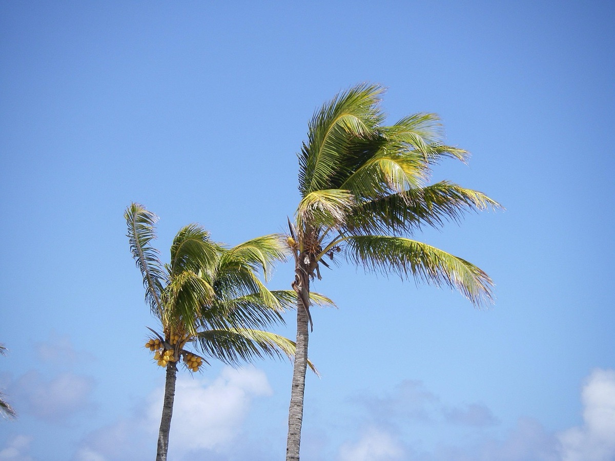 Palm tree at sunrise with clear blue sea in Mauritius