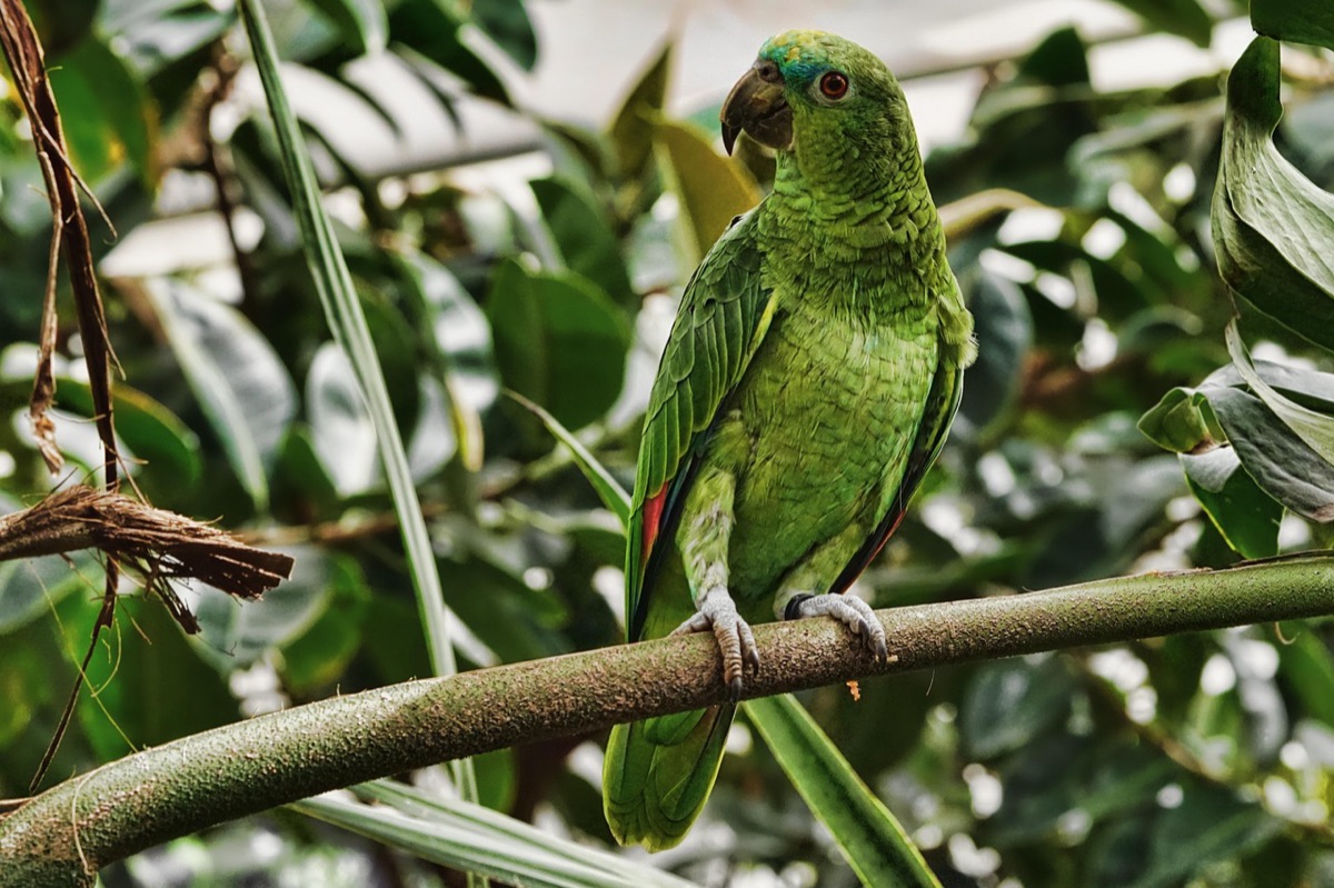 faune dans la forêt mauritius