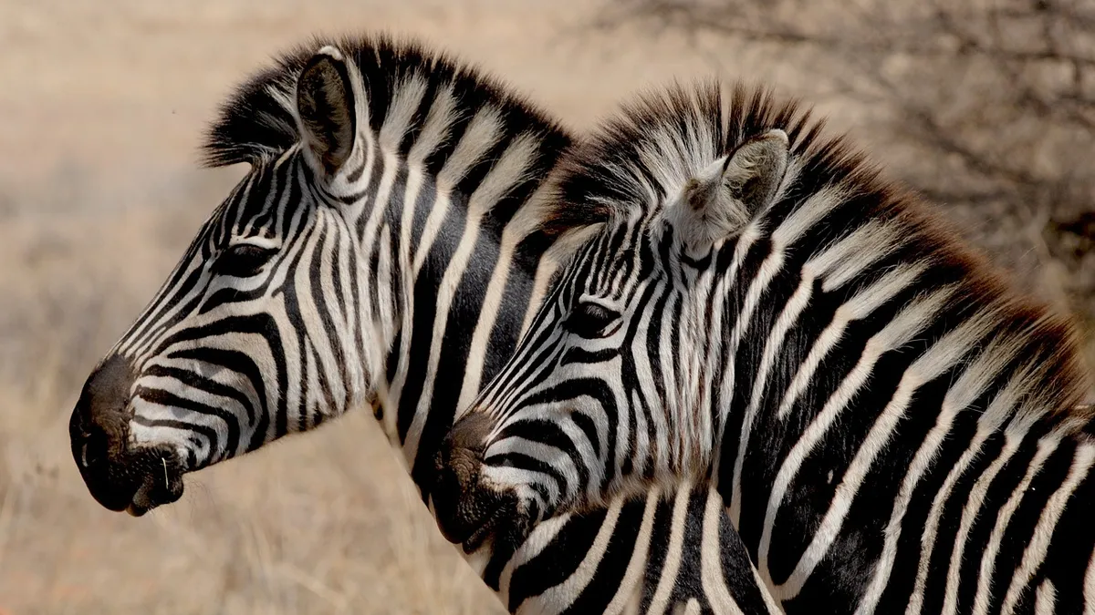 zebras, heads, stripes, striped, equines, wild, animals, mammals, wild animals, animal world, wilderness, wildlife, wildlife photography, africa, nature, zebra