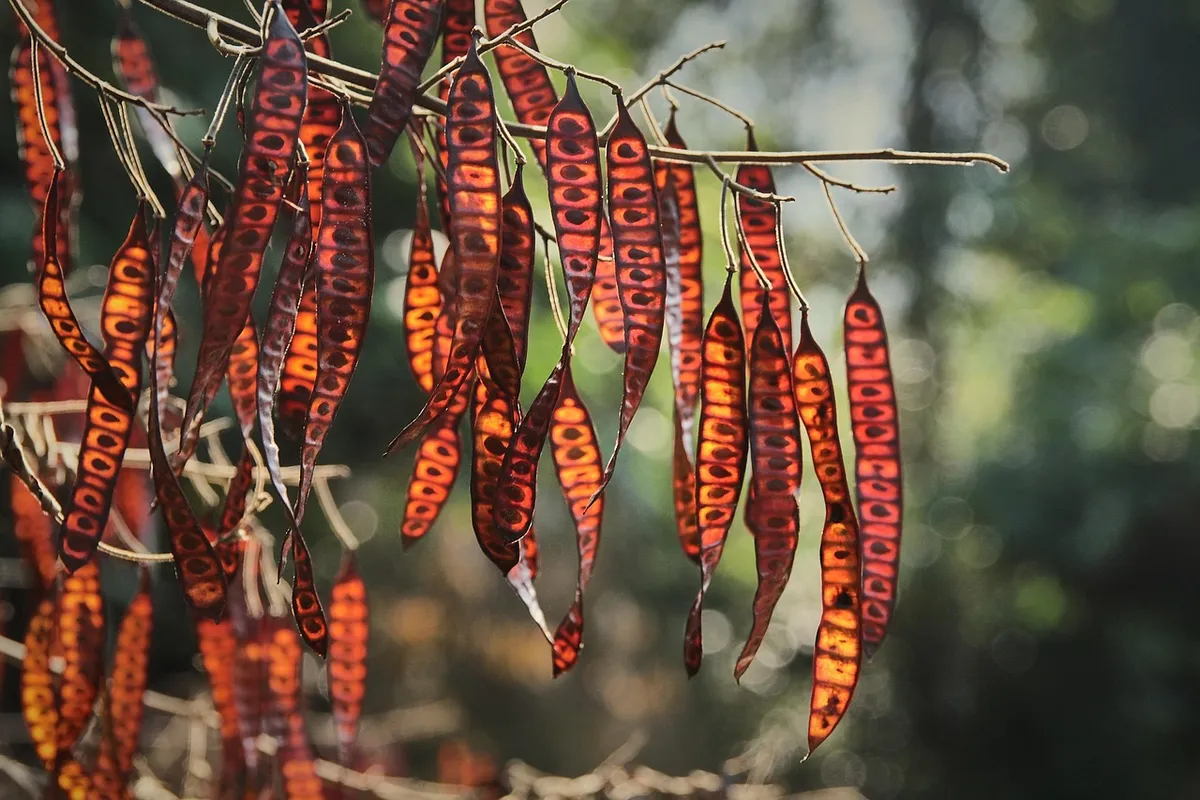 seeds, sleeves, covering, transparent, change, backlighting, structure, nature, to shine through, shining